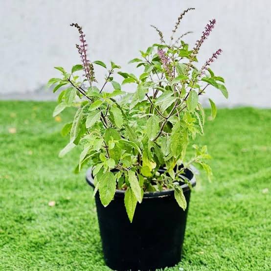 Cool Cool Green Plants 2 Tulasi plant